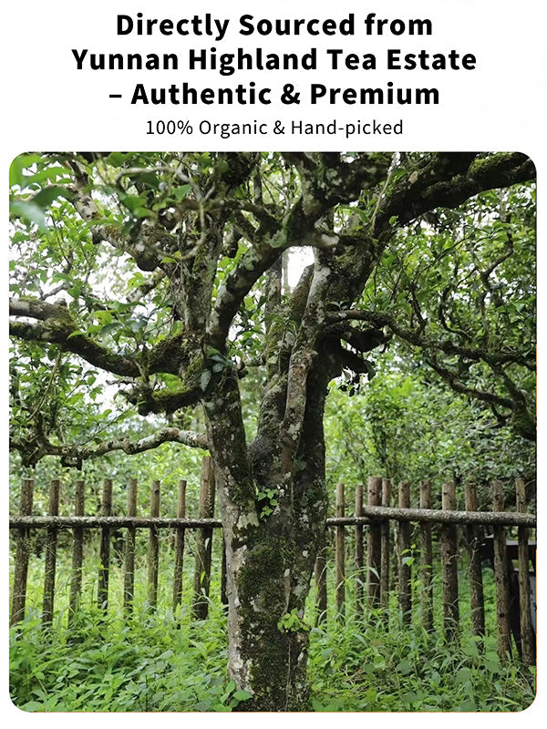 Organic Yunnan Loose Leaf Ripe Pu-erh Tea