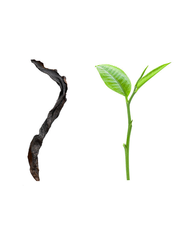 Honey Orchid (Milan) Phoenix Dan Cong Oolong Tea