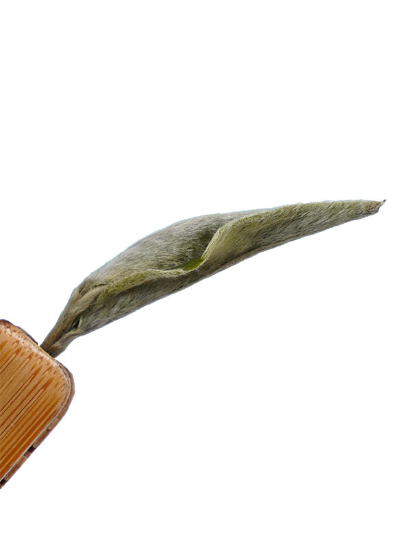 Certified Organic Loose Leaf White Tea