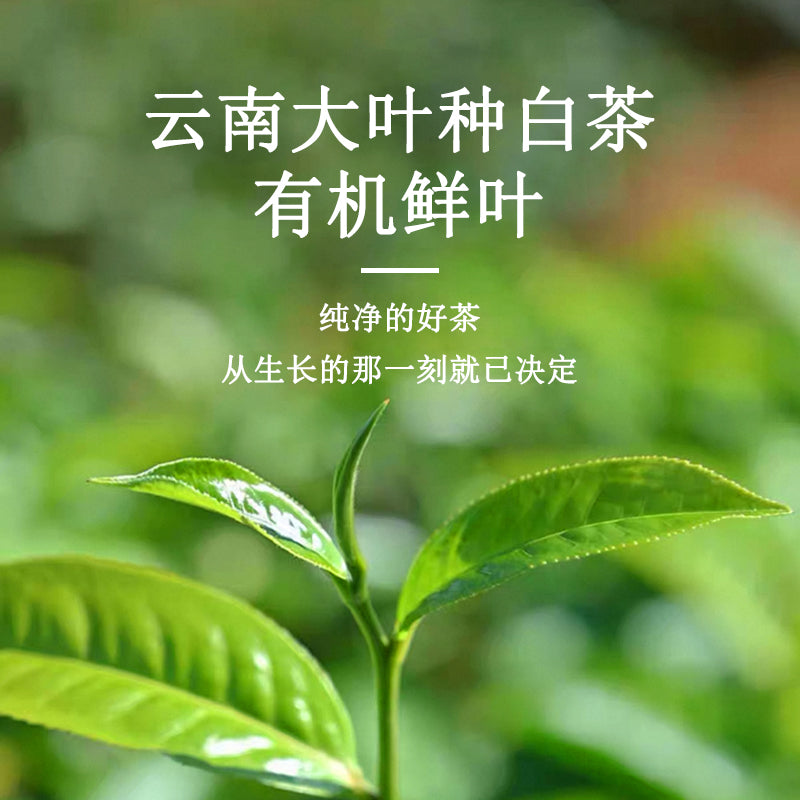 Tianyangyi USDA Organic White Tea, 1000m Altitude from yunnan, 50g