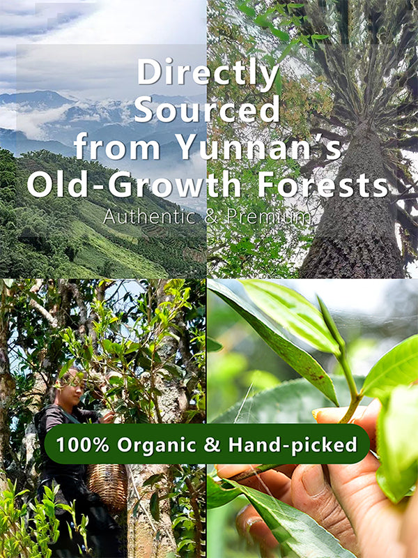 Organic Wild Ancient Tree Black Tea Mini Cake