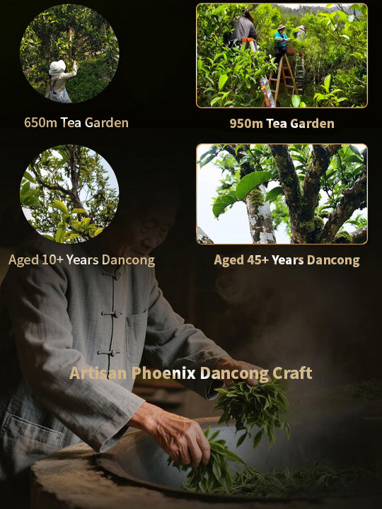 Honey Orchid (Milan) Phoenix Dan Cong Oolong Tea